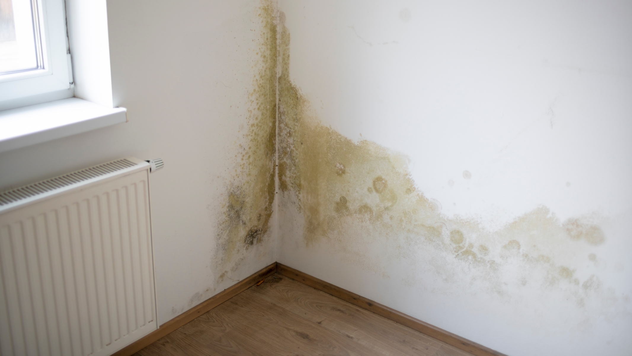 Damp Warning Signs for Landlords