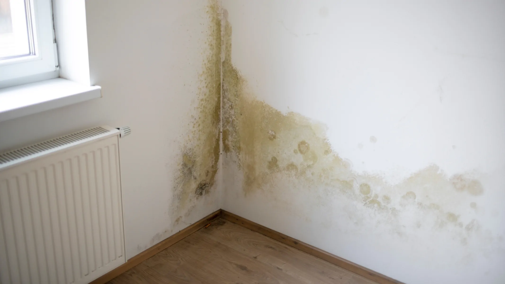 Damp Warning Signs for Landlords